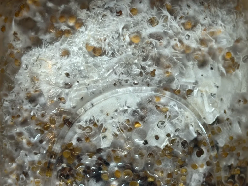 Close-up of white mycelium and branching rhizomorphic strands growing through golden grain inside a clear cultivation container.
