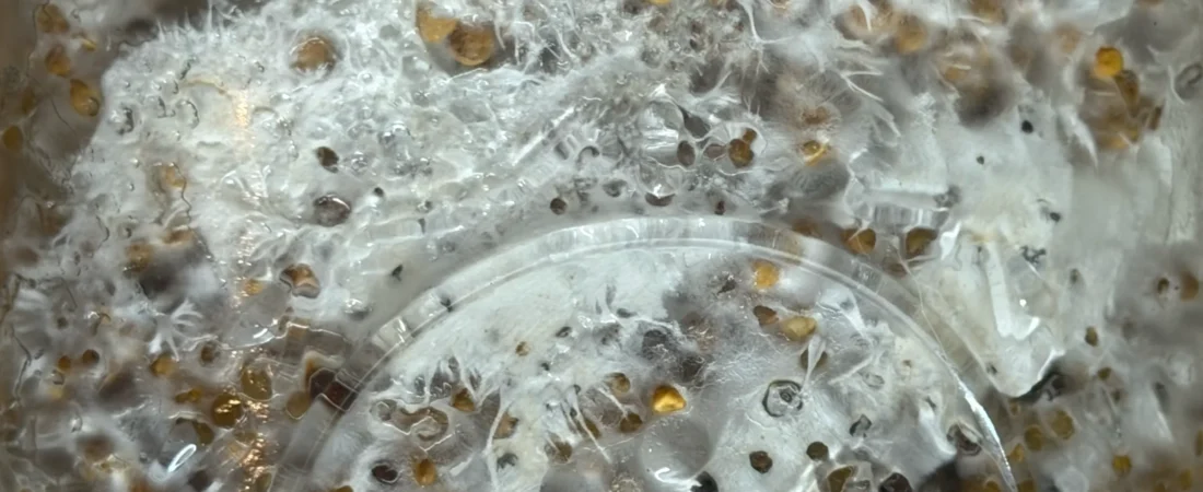 Do Mushrooms Have Roots? What’s Really Going On Underground?